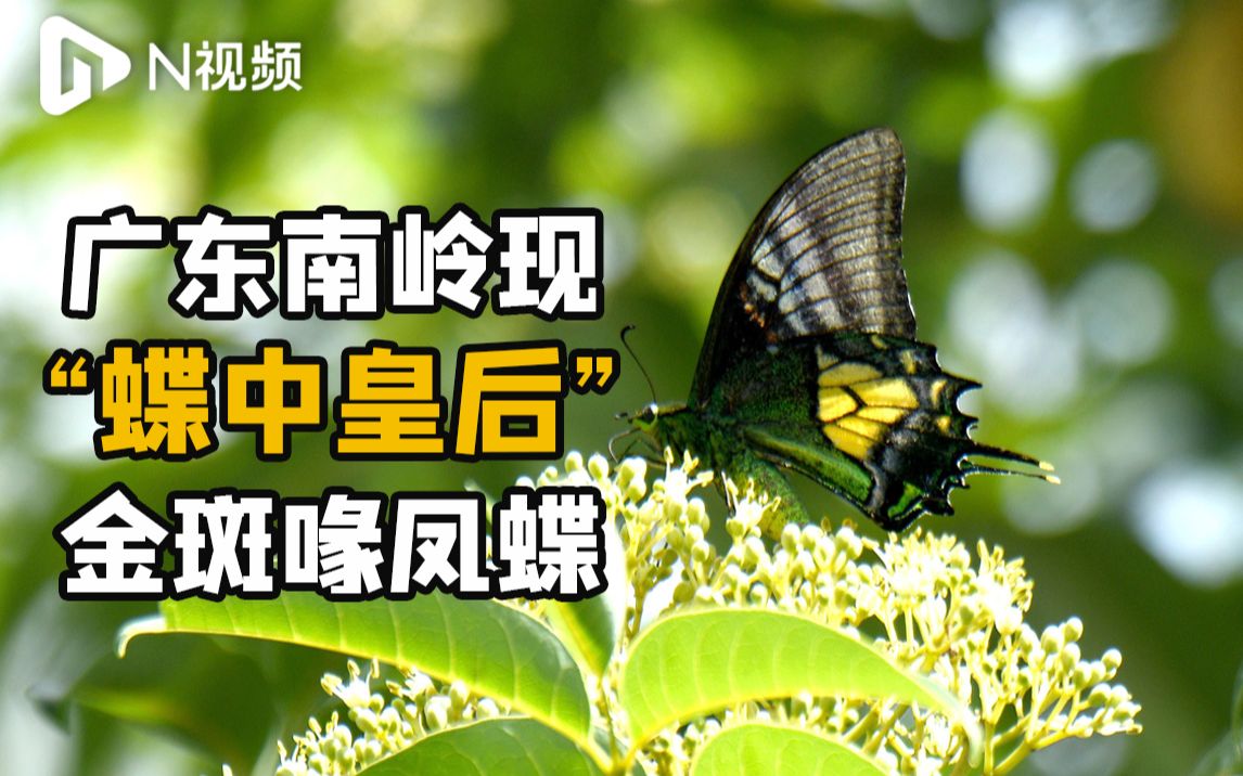 [图]广东南岭现“蝶中皇后”金斑喙凤蝶：林间花丛起舞，光彩照人