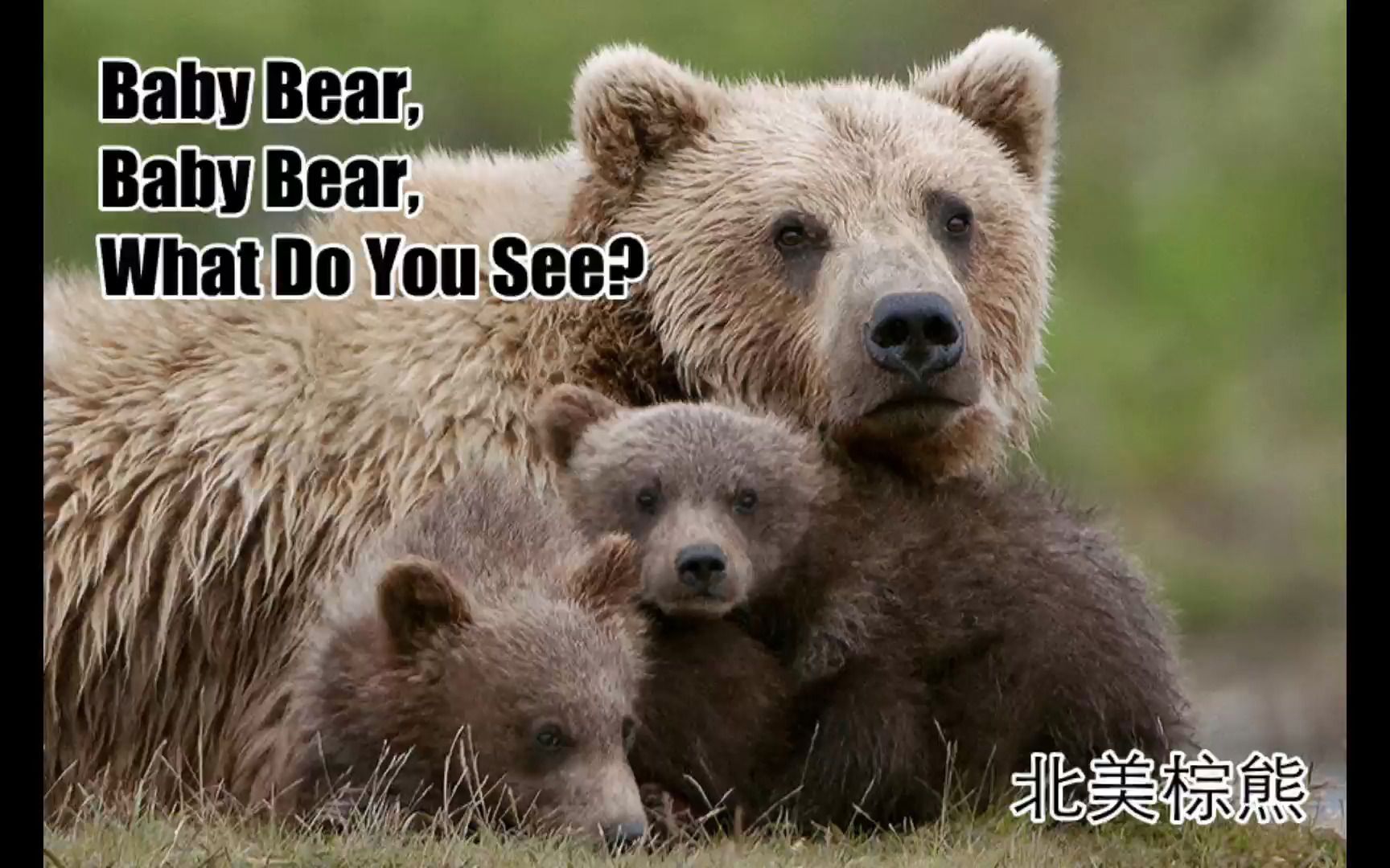 [图]卡尔老爷爷经典儿童英文启蒙绘本Baby Bear What do you see？奶爸剪辑版添加注释版，无门槛陪读必备！