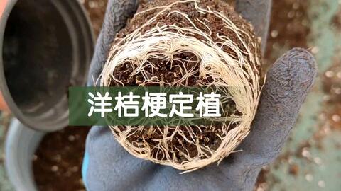 洋桔梗终于可以定植啦 其中的一部分 哔哩哔哩 Bilibili