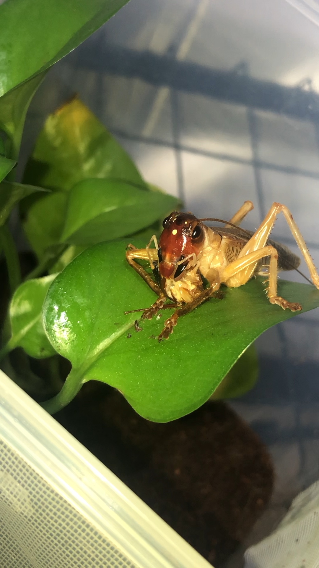 新羽化的公简蟋螽吃饭 之前一直装萌萌需