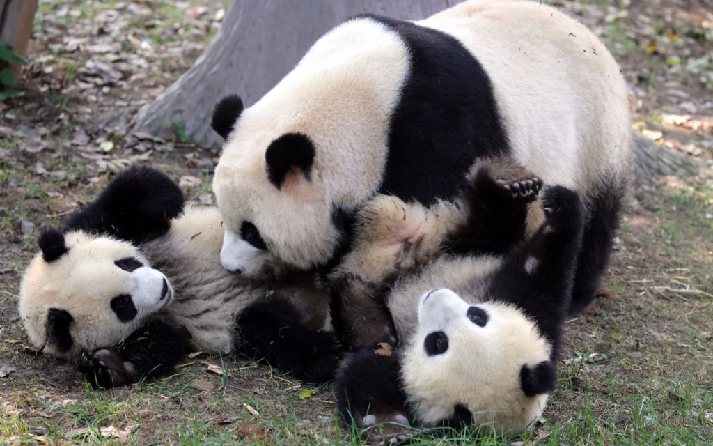 【大熊猫】奇异果面对妈妈食物的不同熊设