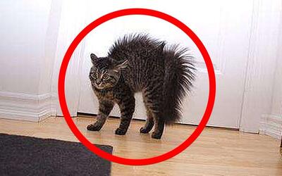 猫咪炸毛是什么原因图片