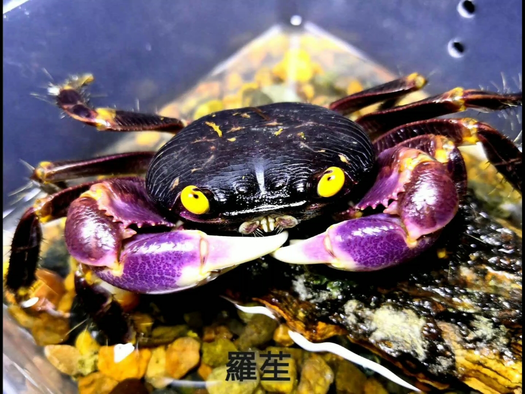 小可爱格雷陆方蟹来了_哔哩哔哩 (゜-゜)つロ 干杯~-bilibili