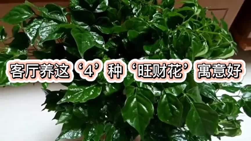 人养花三年花养人一生,客厅养这4种'旺宅花',旺财镇宅又养人哔哩哔哩bilibili