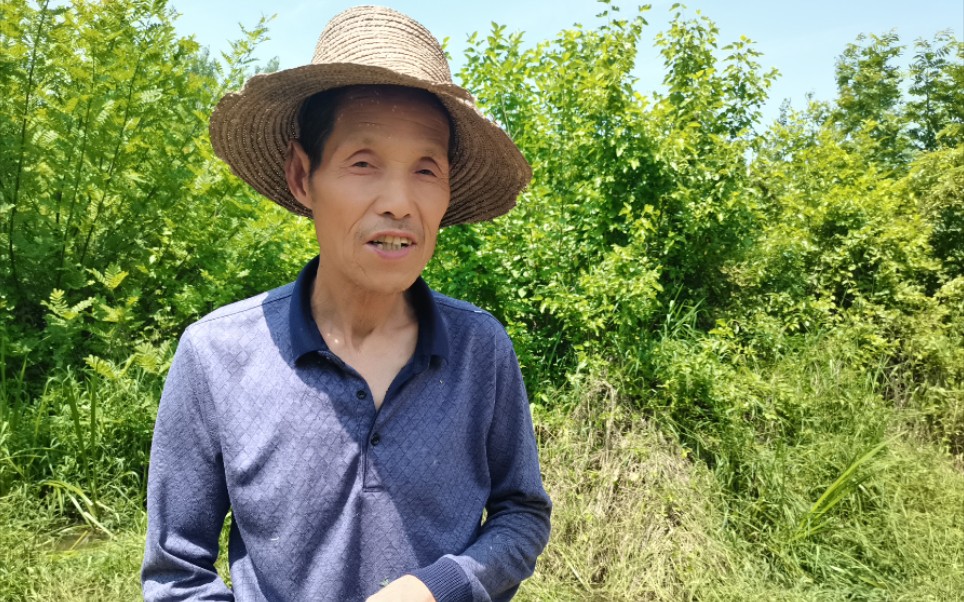 泄露老板机密回农村创业养牛挣钱吗湖北黄冈70岁放牛老汉大胆说实话