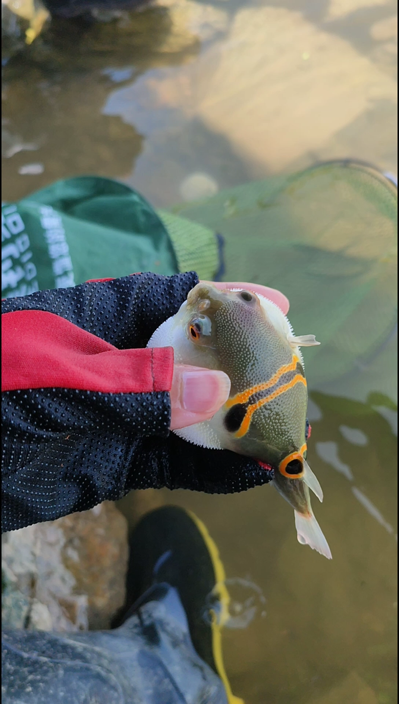 第一次钓到河豚