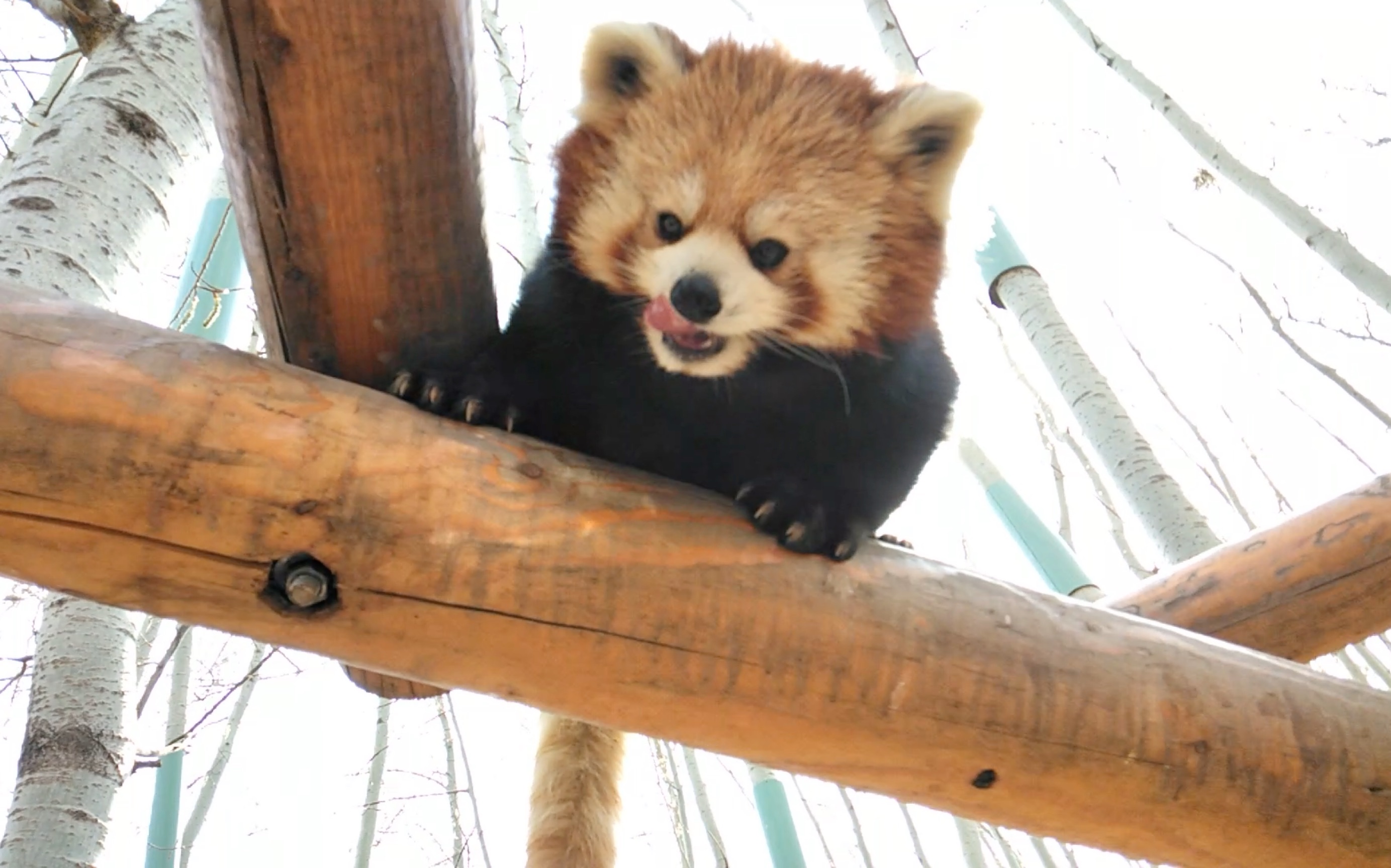 【小熊猫】这个角度真的好可爱!