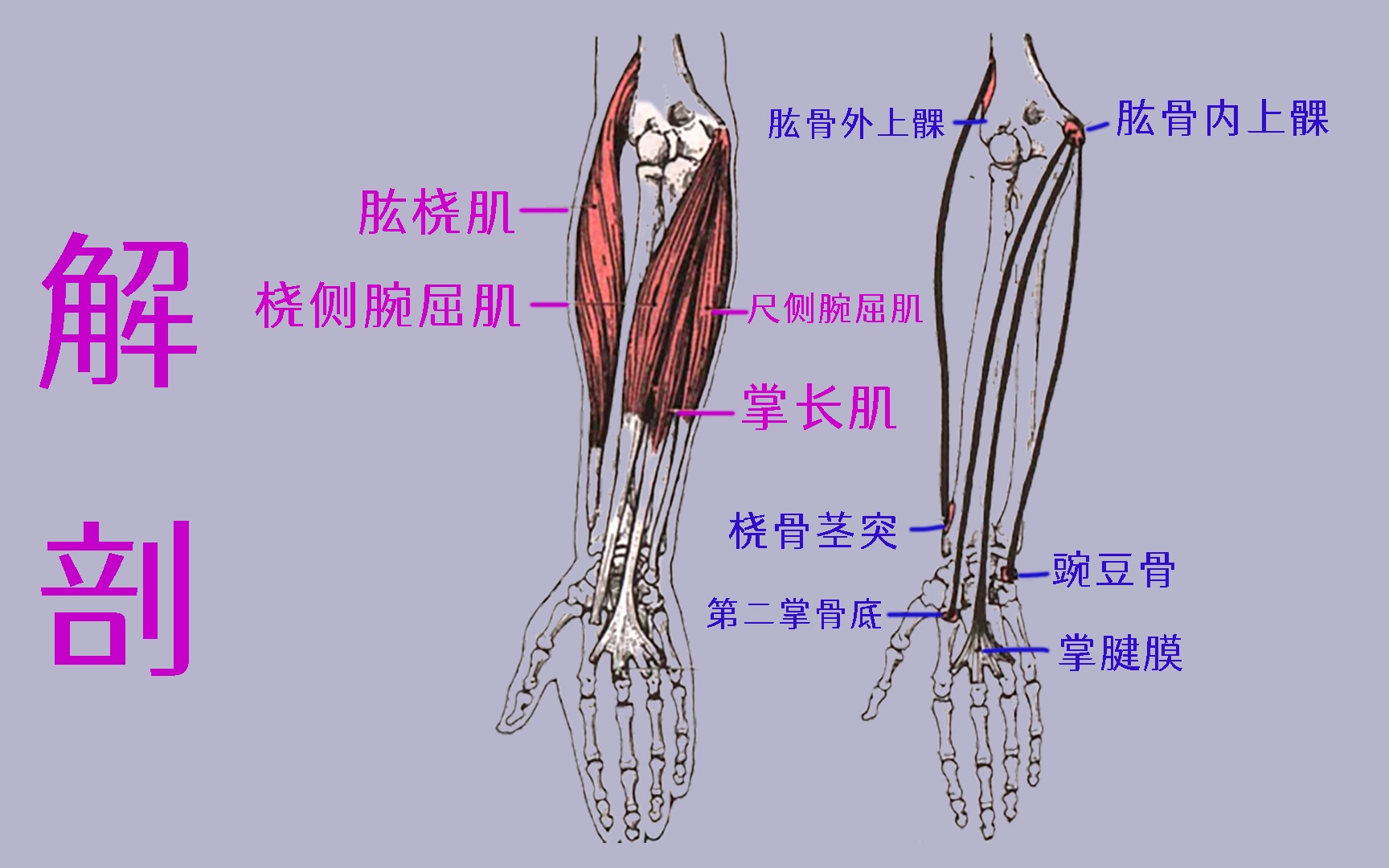肱桡肌肌腱图片