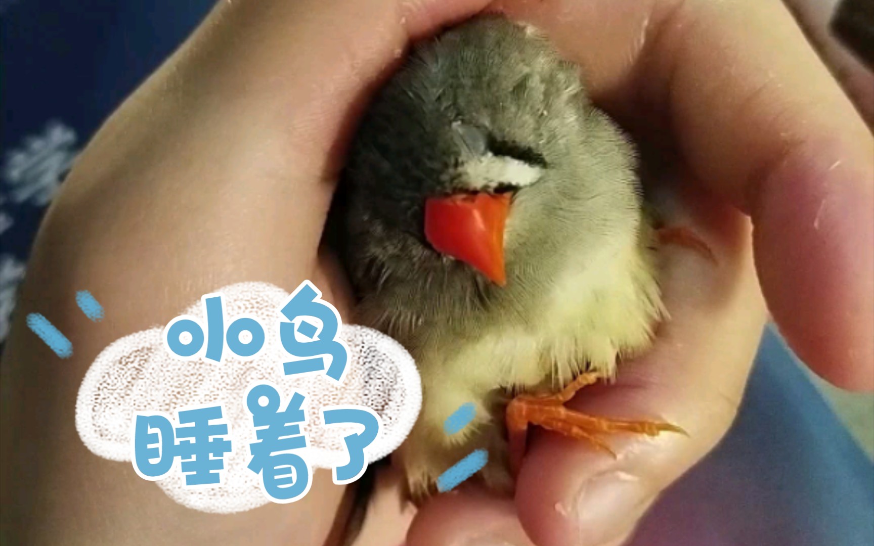 活动  【珍珠鸟】小鸟芸豆在手心里睡着了