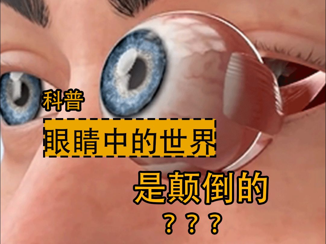 [图]原来我们眼睛看到的世界竟然是颠倒的？？？