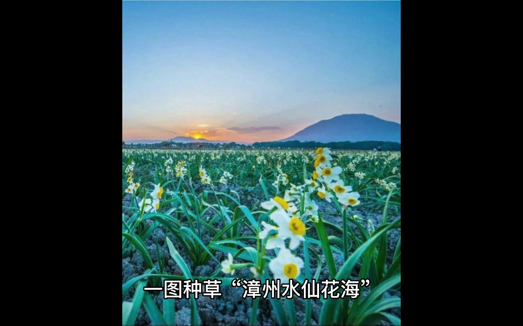 350604a02漳州水仙花海(1-2月春节期间水仙花开)