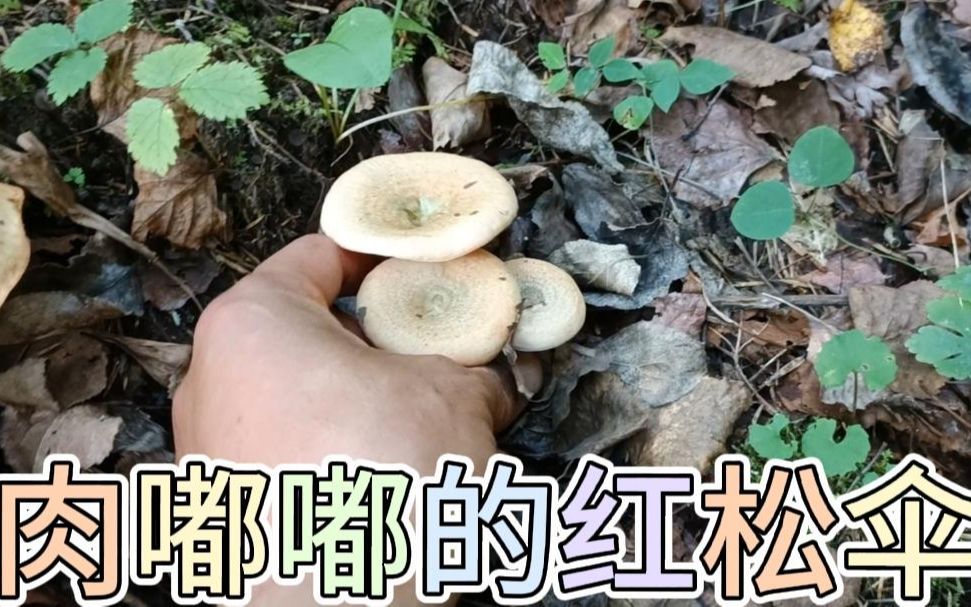 红松伞长出来啦肉嘟嘟的,捡两堆就够吃的了,这几天准备捡蘑菇哔哩哔哩bilibili