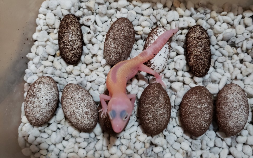 【养爬日常】ra柠檬霜豹纹守宫出壳咯_哔哩哔哩_bilibili