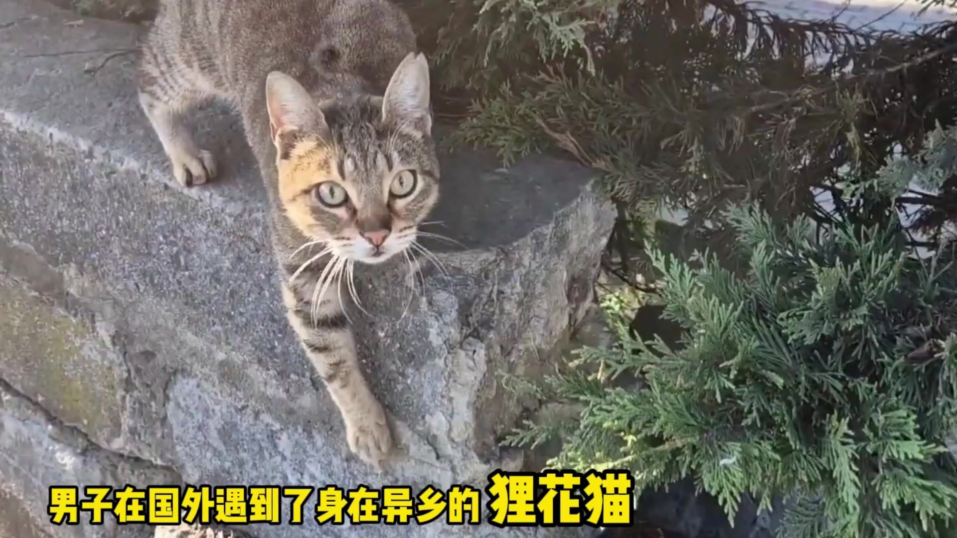 在国外遇到了认老乡的狸花猫