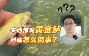 珠三角多口鱼塘惊现黄金鲈”，是福还是祸？