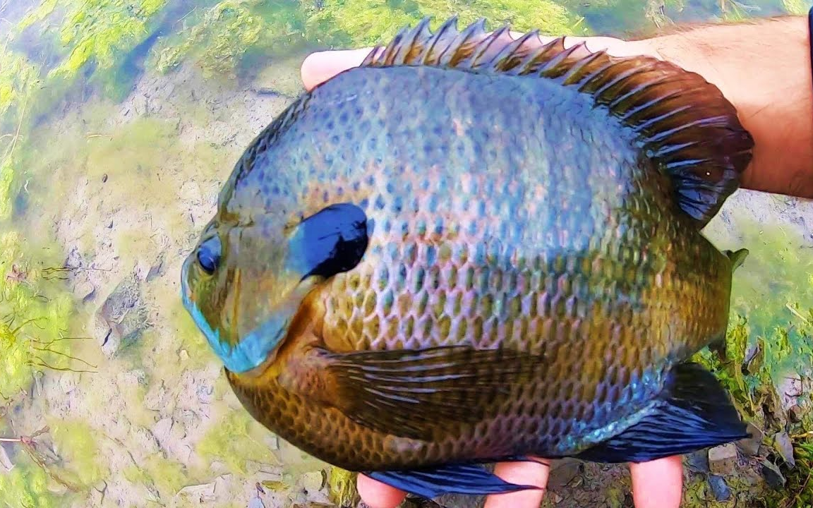 【北美路亚】桥底哥来钓巨型太阳鱼【搬运/熟肉】