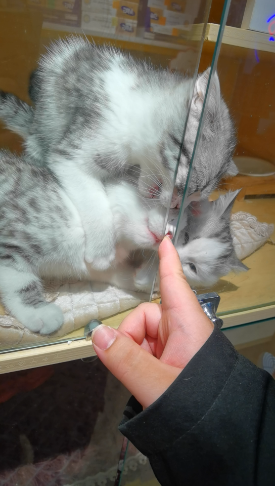 活动作品人形自走猫薄荷