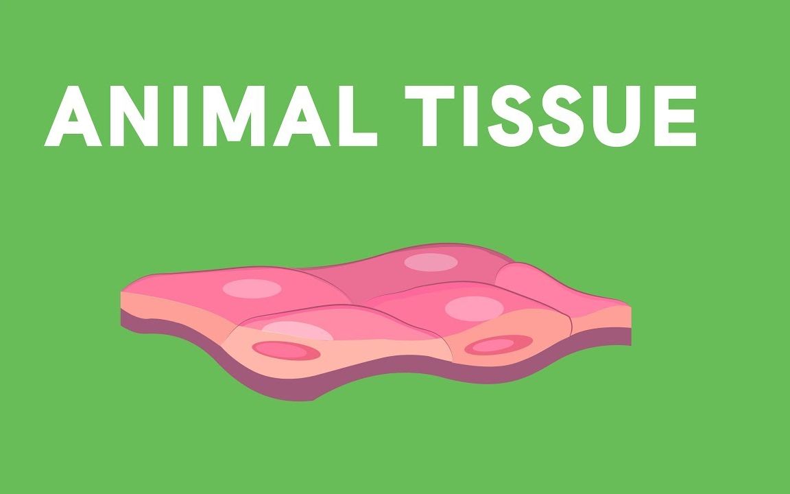 动物组织类型types of animal tissues(epithelial)