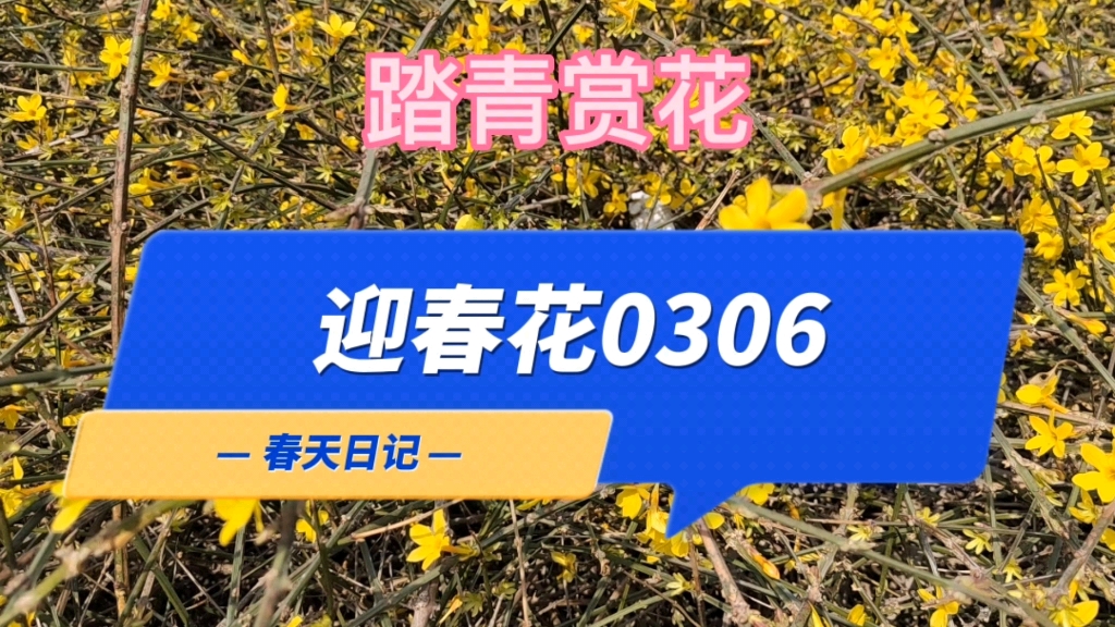 春节日记—迎春花0306踏青赏花哔哩哔哩bilibili