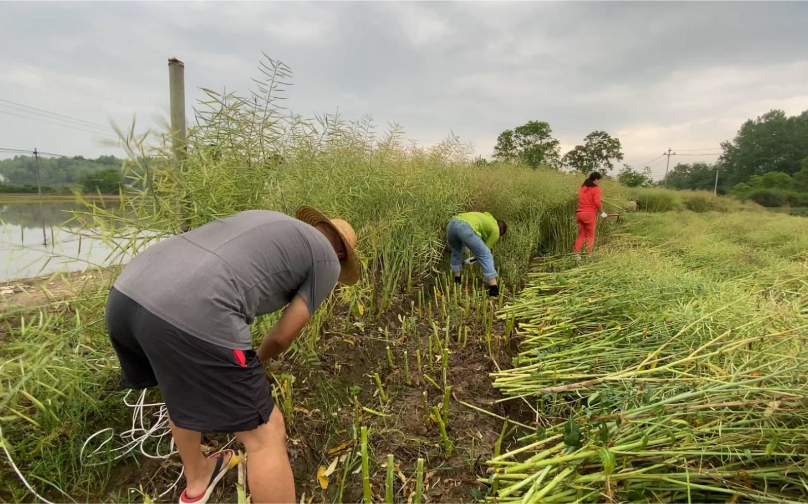 无梦到徽州 胜却天上人间一房车驻皖南黟县今日下大田割油菜