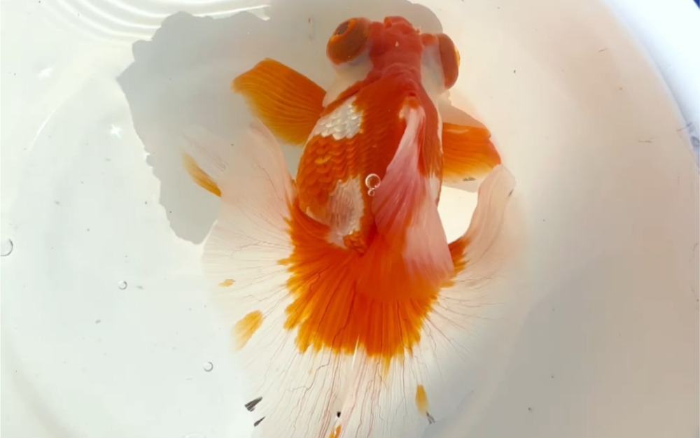 两种风格截然不同的红白蝶尾