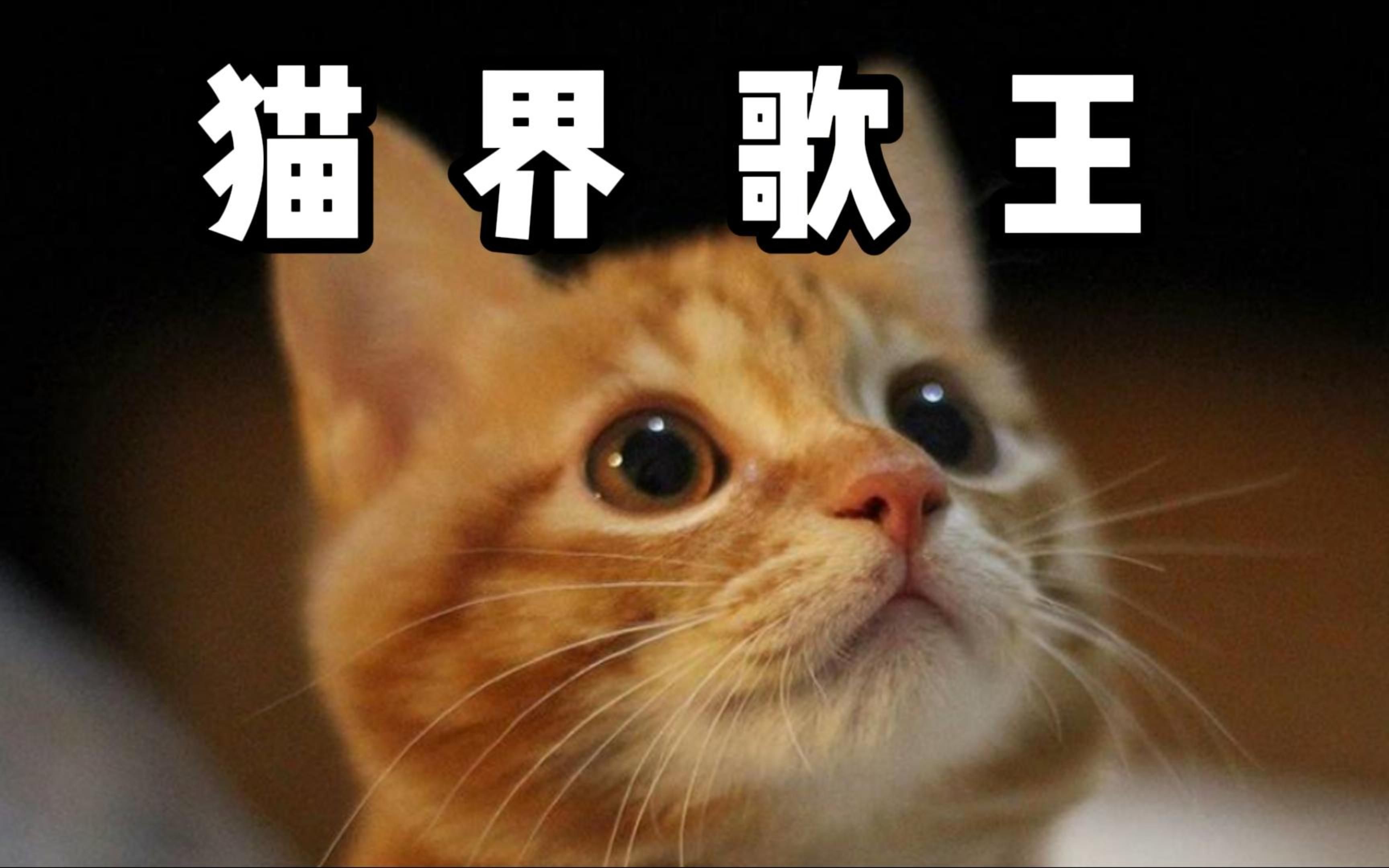 [图]猫界歌王猫不易，靠会唱歌圈粉百万，多难得歌它都能唱