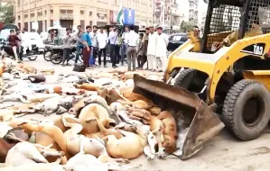 Télécharger la video: 上千只流浪狗命丧街头，人们不但见死不救，反倒直呼过瘾