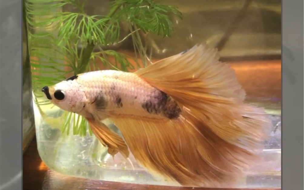 【泰国斗鱼】家里现有的公斗鱼来个集体照