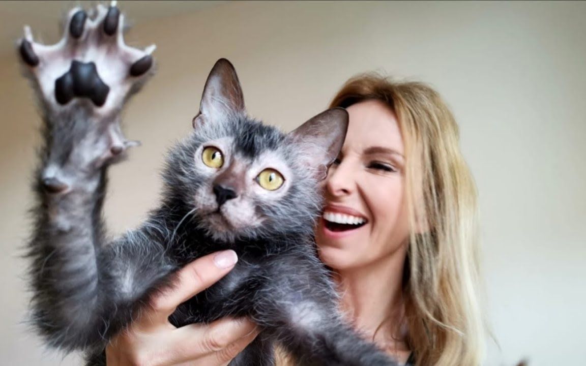 狼猫？全世界最稀有的猫！_哔哩哔哩_bilibili