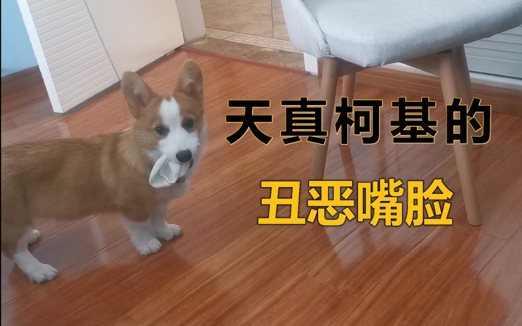 让全国人民看看这只柯基的丑恶嘴脸