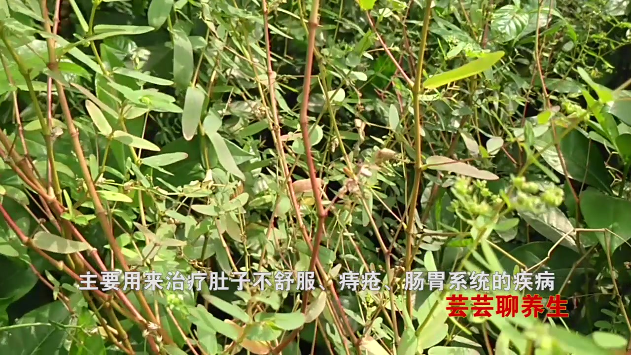 通奶草清热利湿收敛止痒常用于细菌性痢疾外用可治疗湿疹