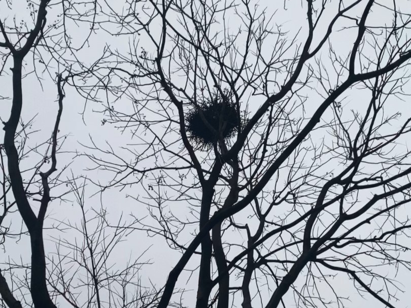 树上的鸟窝看图写话图片