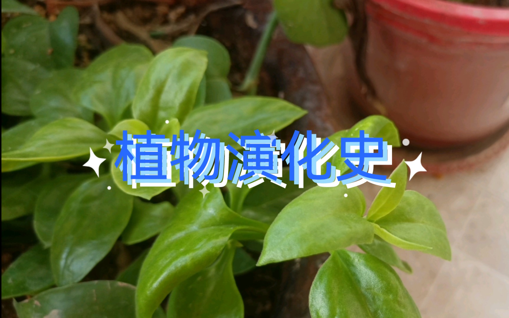 [图]植物的演化是怎么样的？植物又是如何改变动物的演化，世界上第一抹绿，又是怎么诞生的呢？