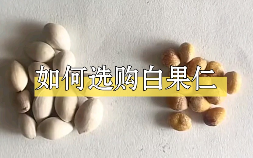 [图]中草药质量辨别之白果仁