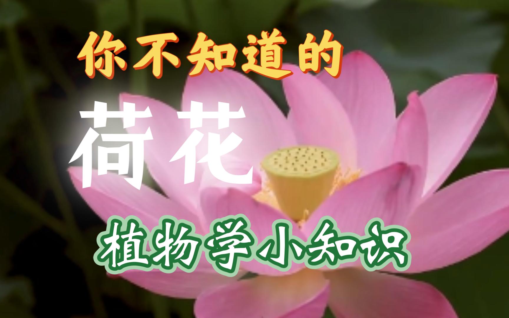 [图]【植物说】荷花开啦！一起来看看荷花的植物学小知识吧