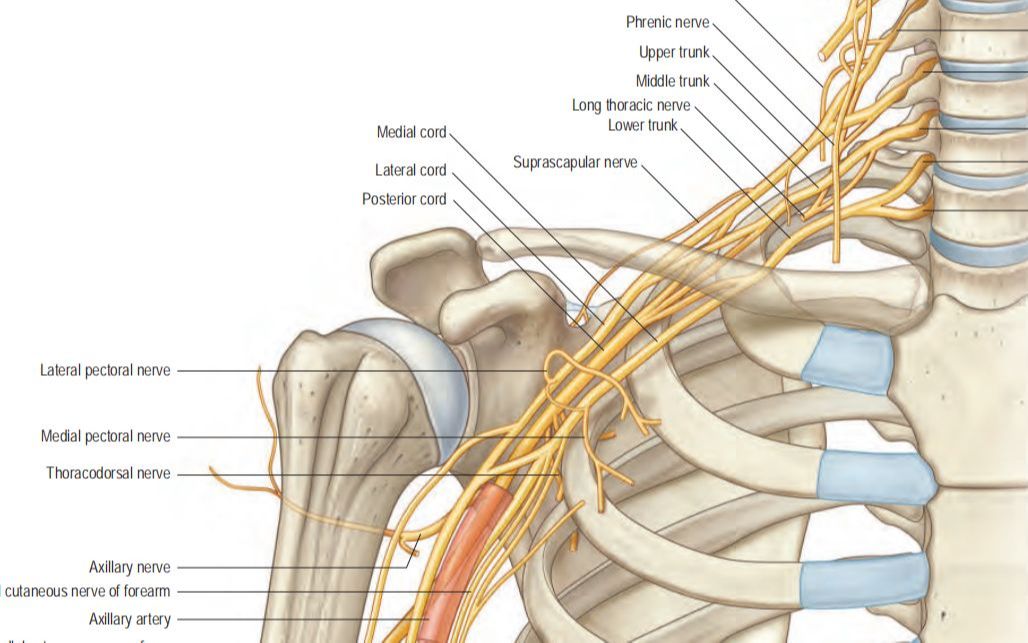 肩胛上神经阻滞