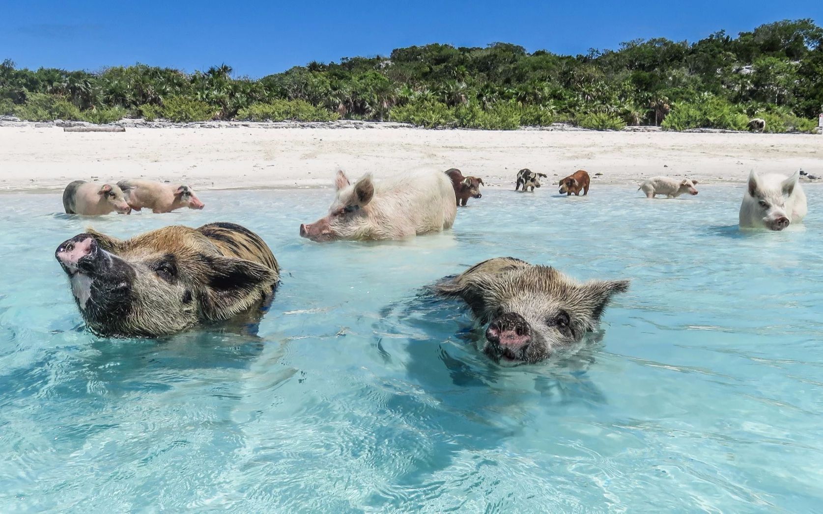 【大世界464】遍地是猪的海岛,可爱的小猪学会了游泳,简直萌翻啦!