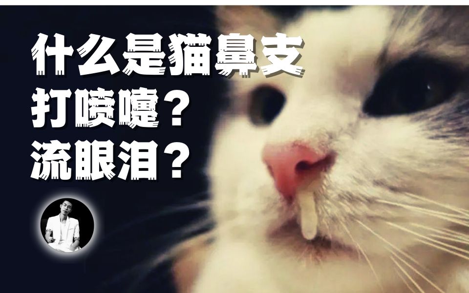 猫打喷嚏是什么疾病,关于疱疹病毒和猫鼻支哔哩哔哩bilibili