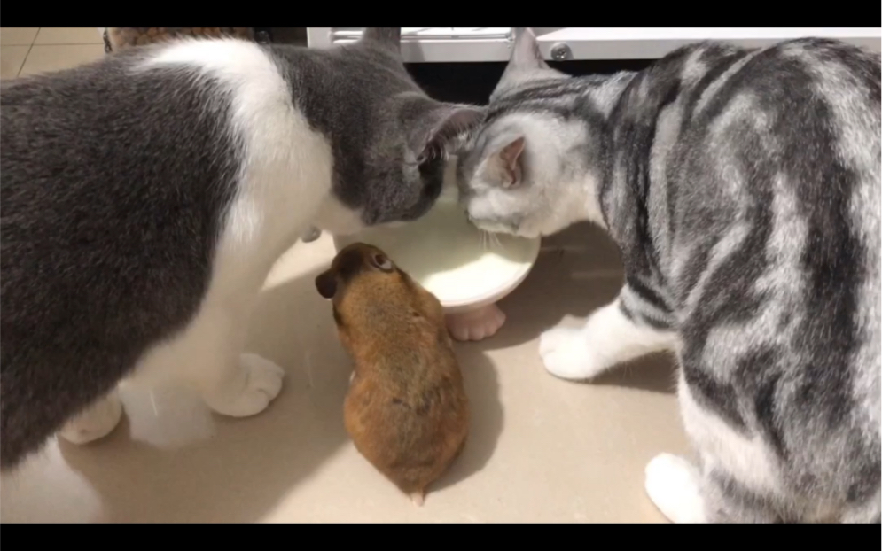 猫和老鼠一起喝奶原来是真的_哔哩哔哩 (゜-゜)つロ 干杯~-bilibili