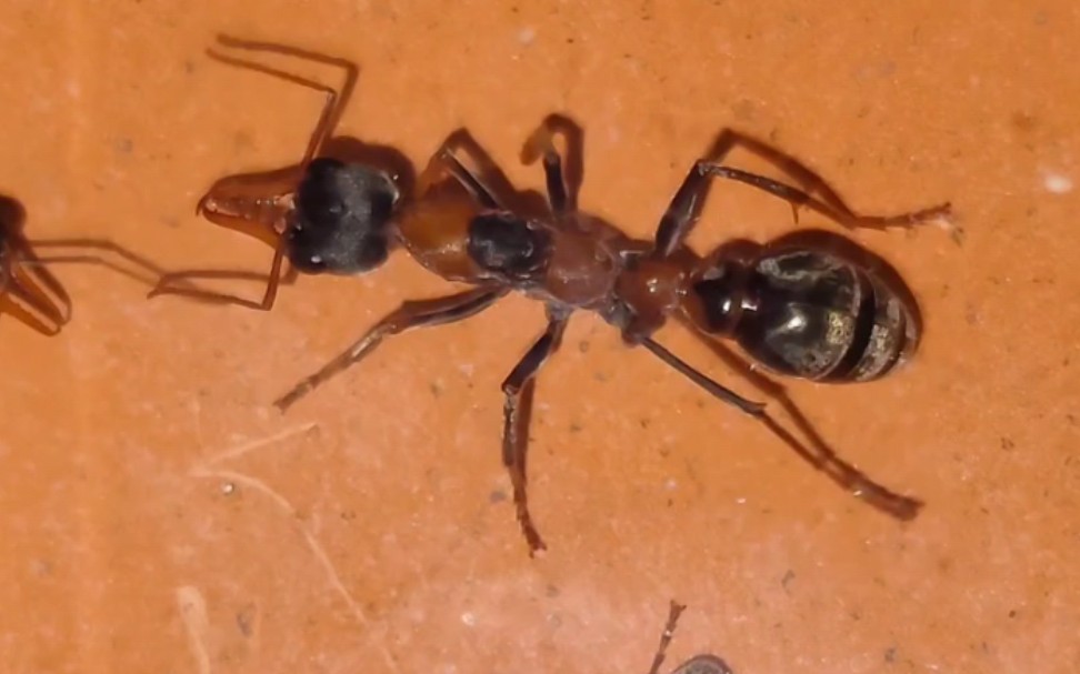 新到小群黑头牛蚁