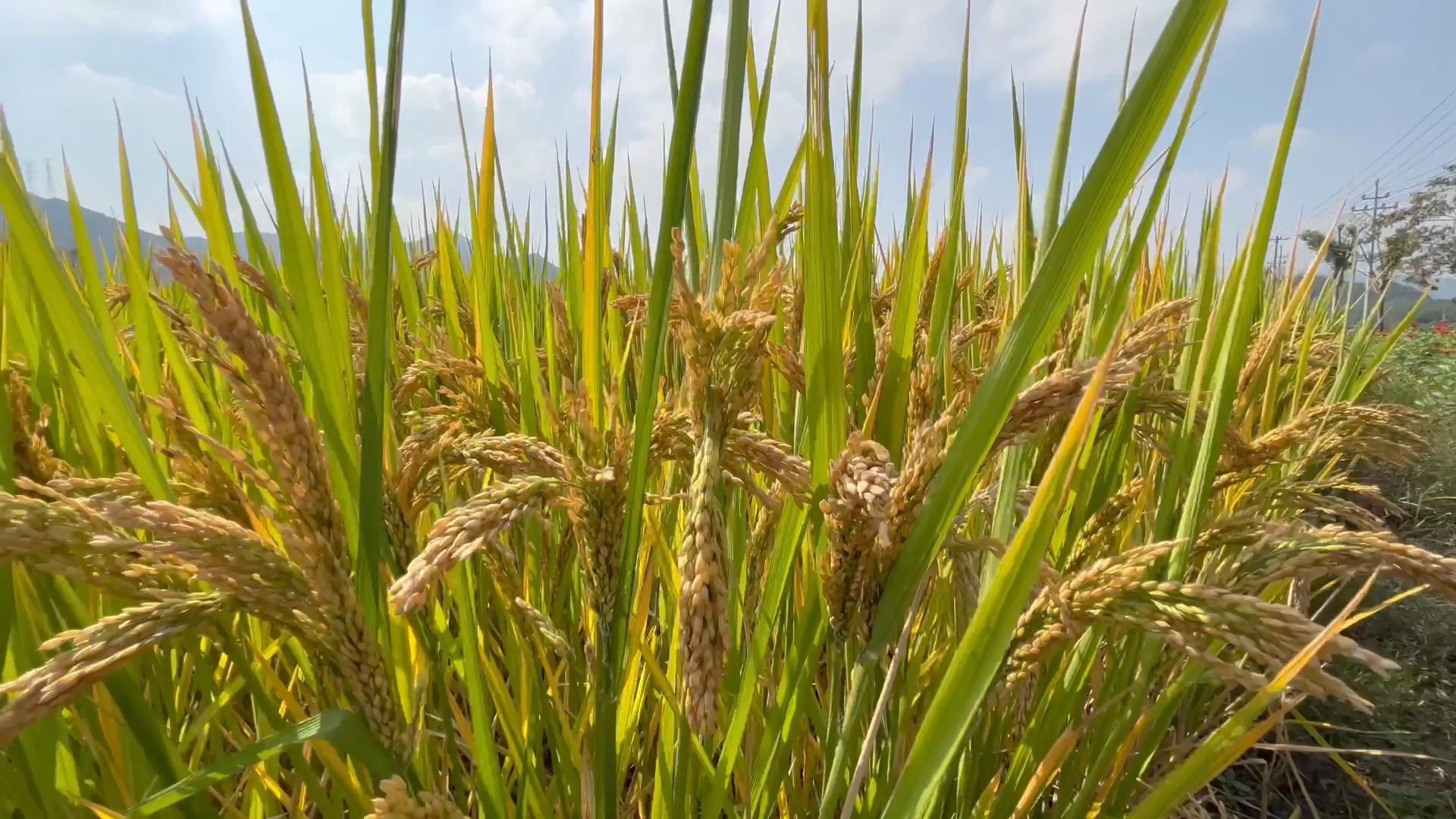 [图]沉沉的稻穗