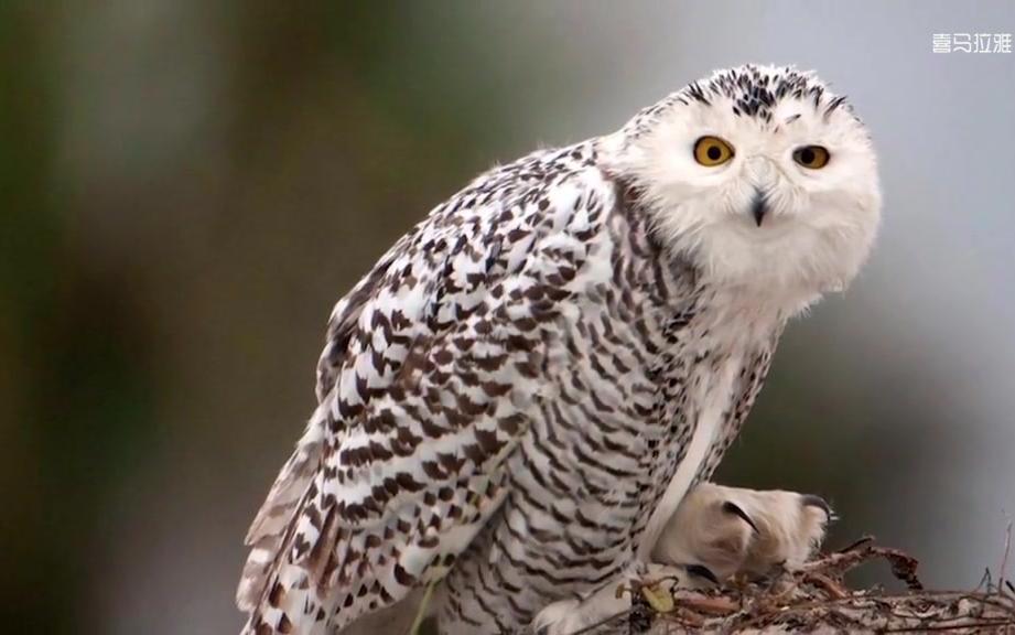第16集视频雪鸮丨snowyowl