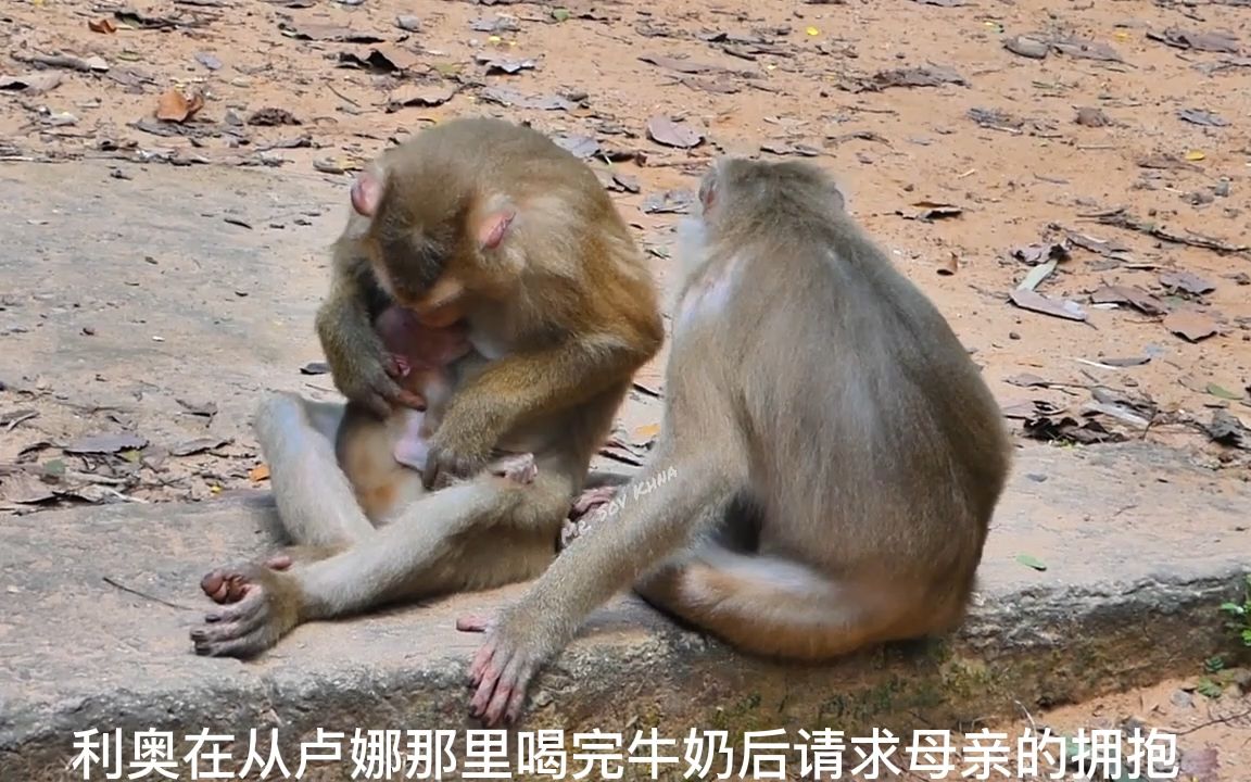 猴子露娜从利比手中夺走利奥来母乳喂养
