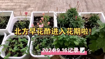 下载视频: 北方早花酢种植现状：进入花期啦！[2024.9.16]