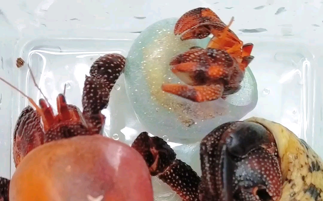 三只黑莓寄居蟹