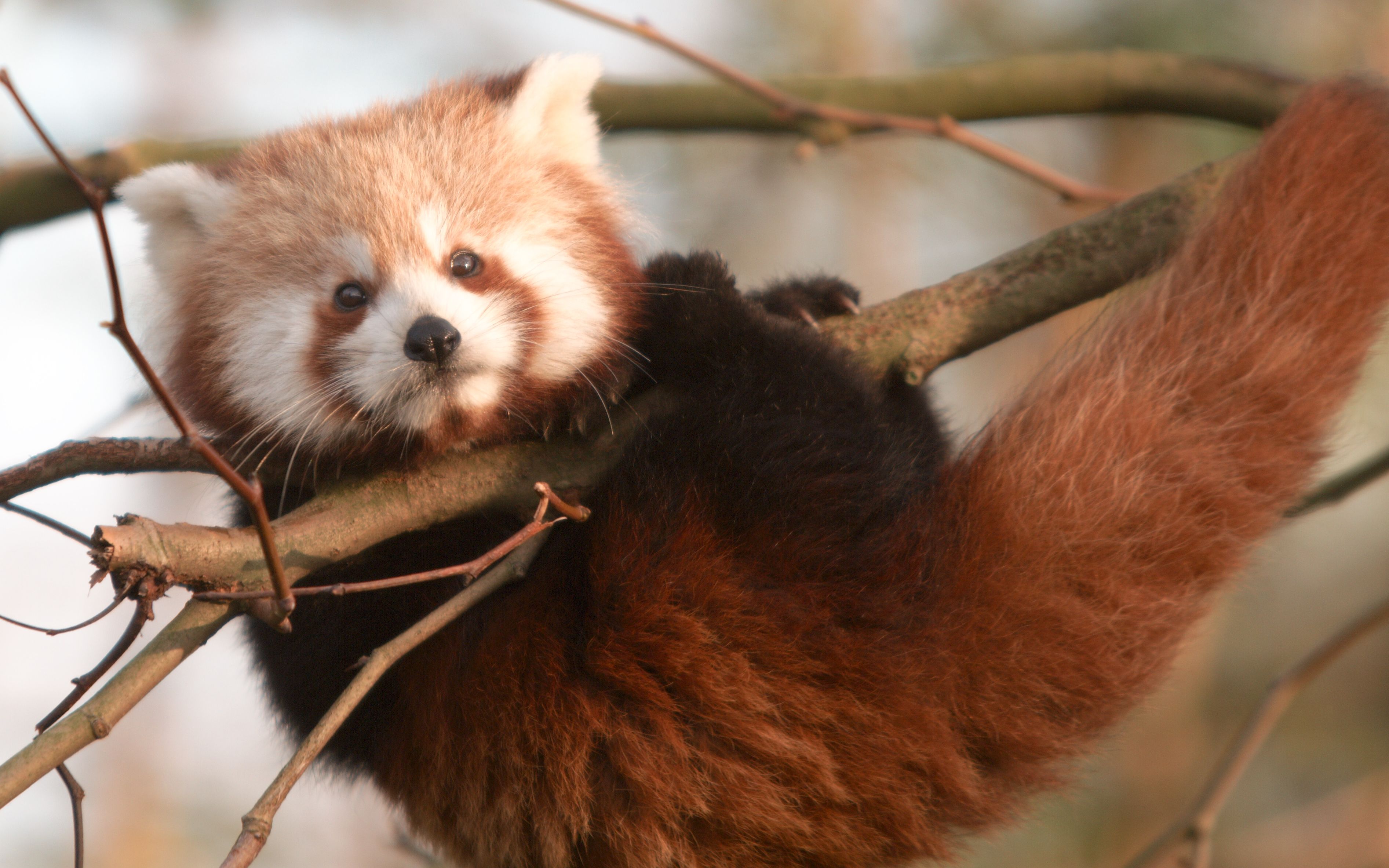 "早期"小熊猫驯服小树枝的珍贵影像