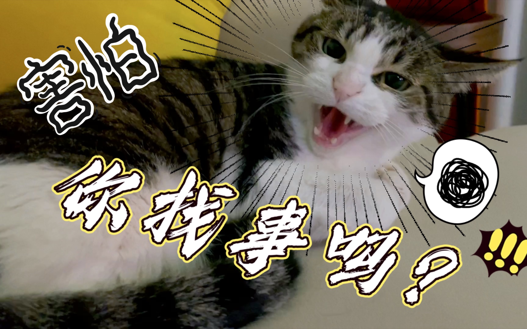 【至尊宝小流氓】很明显人类觉得自己今天还没被咬够_哔哩哔哩_bili