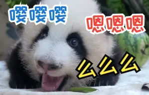 Tải video: 熊猫宝宝可以发出几种叫声？