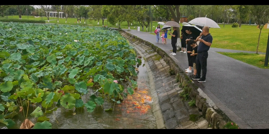 [图]北湖秋韵～携友人雨中赏荷！