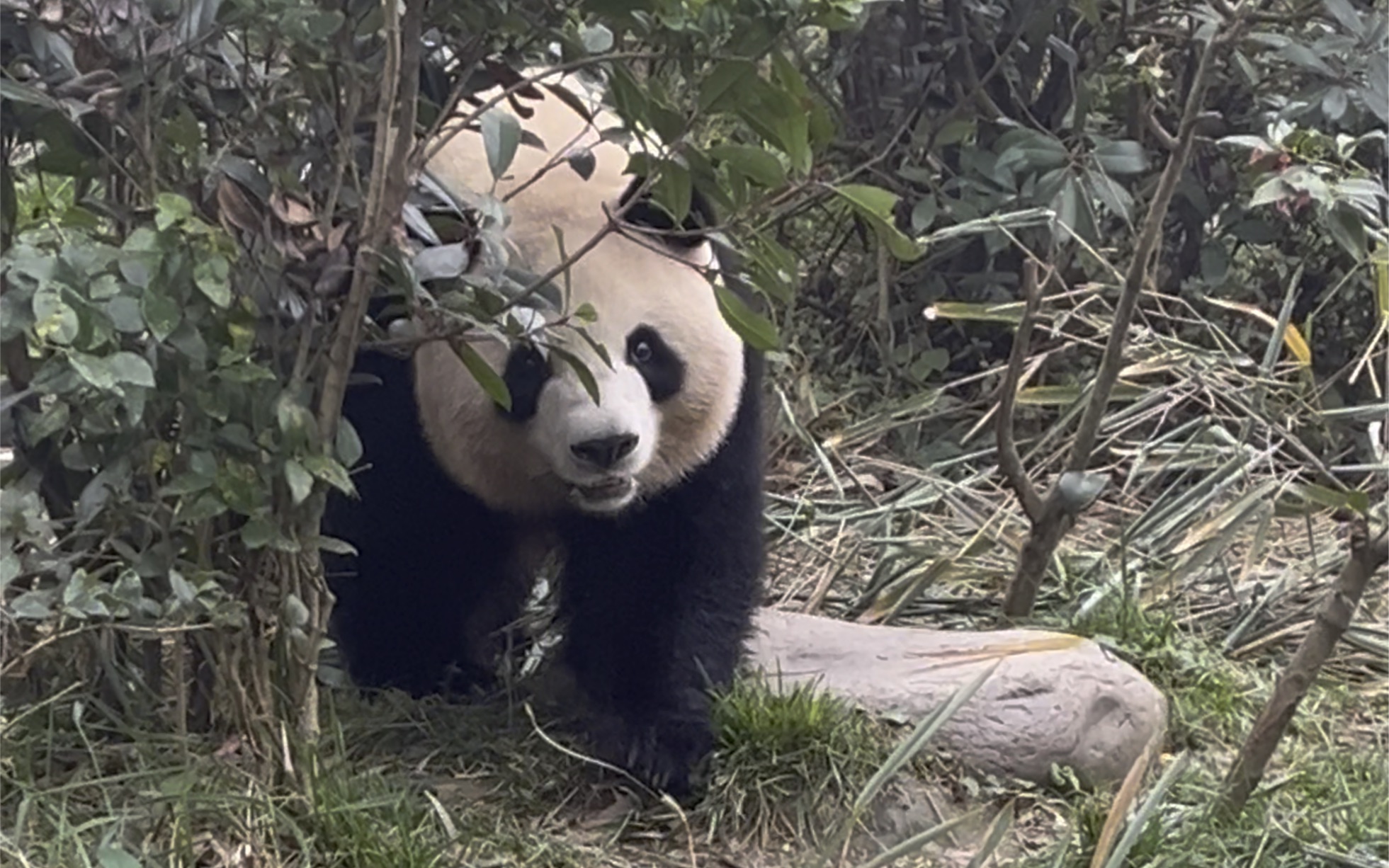 [图]她喜欢我！她走过来了！她专门来吃了一口！她太可爱了！梅兰梅兰我爱你～